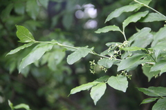 Euonymus leiophloeus