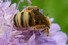 Halictus scabiosae