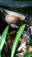 Cornu aspersum