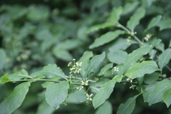Euonymus leiophloeus
