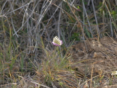 Pontia edusa