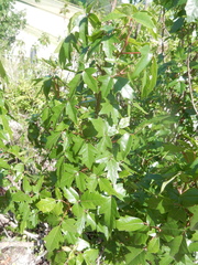 Toxicodendron radicans verrucosum