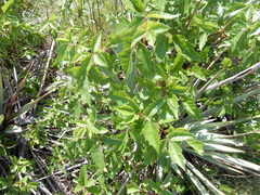 Toxicodendron radicans verrucosum