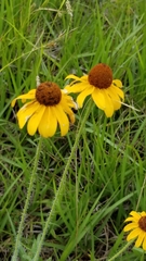 Rudbeckia hirta