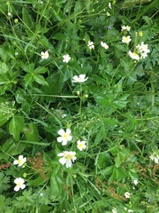 Ranunculus platanifolius