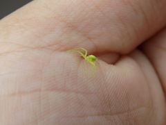 Misumena spinifera