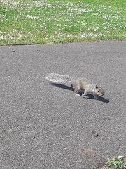 Sciurus carolinensis