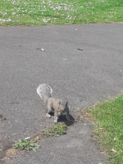 Sciurus carolinensis