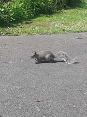 Sciurus carolinensis