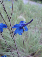 Delphinium treleasei