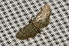 Eupithecia haworthiata