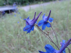Delphinium treleasei