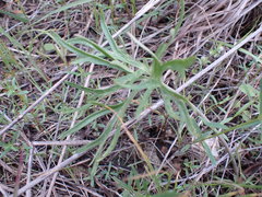 Delphinium treleasei