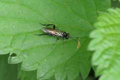 Macrophya militaris