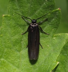 Scythris sinensis