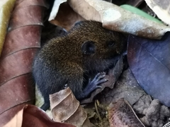 Melanomys caliginosus