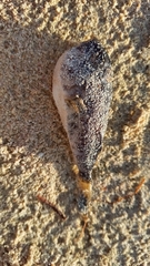 Sphoeroides testudineus