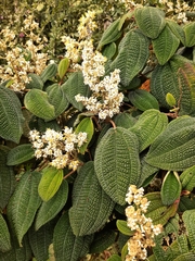 Miconia albicans