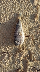 Sphoeroides testudineus