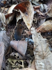 Melanomys caliginosus