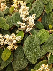 Miconia albicans