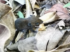 Melanomys caliginosus