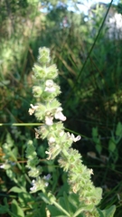 Stachys ajugoides