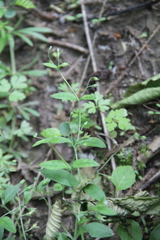 Myosotis sparsiflora