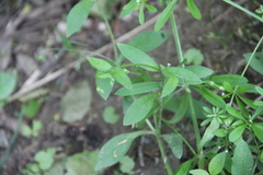 Myosotis sparsiflora
