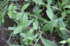Myosotis sparsiflora