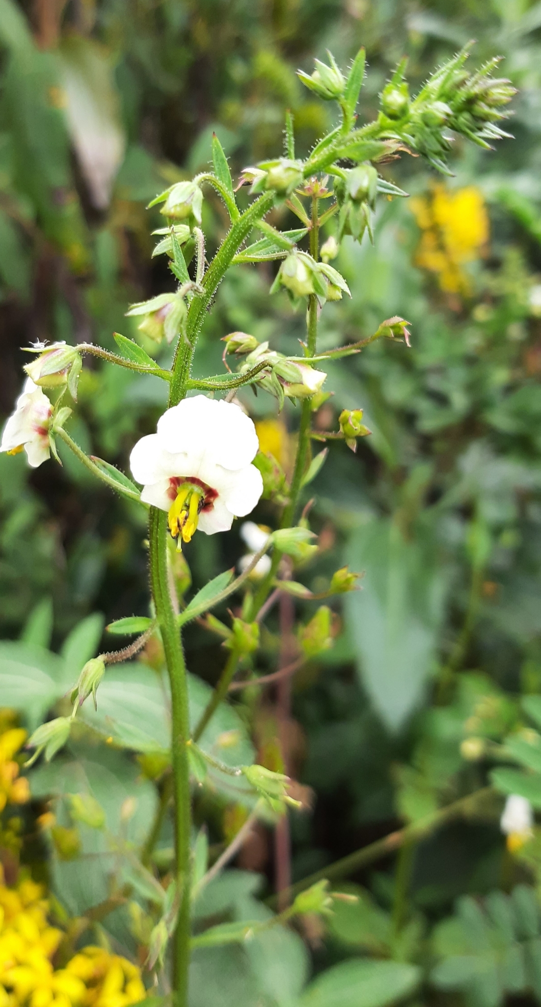 Scrophulariaceae image