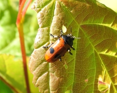 Clytra quadripunctata