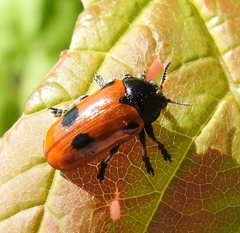 Clytra quadripunctata