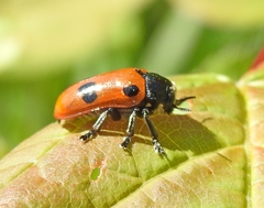 Clytra quadripunctata