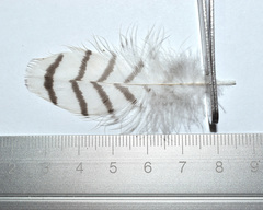 Eudynamys scolopaceus