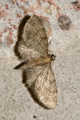 Eupithecia haworthiata
