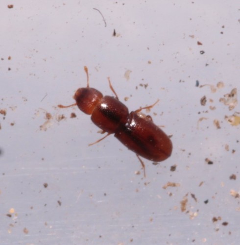 Brown Narrow-waisted Bark Beetle