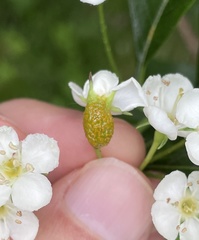 Gymnosporangium globosum