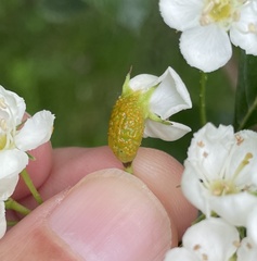 Gymnosporangium globosum