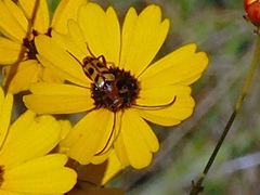 Strangalia sexnotata