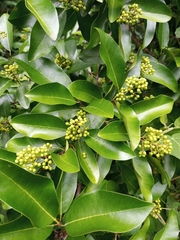 Zanthoxylum schreberi