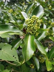 Zanthoxylum schreberi
