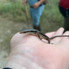 Aspronema dorsivittatum