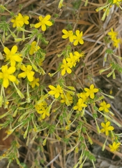 Hudsonia ericoides