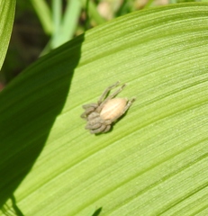 Micrommata virescens