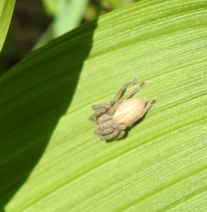 Micrommata virescens