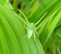 Micrommata virescens