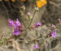 Sairocarpus pusillus