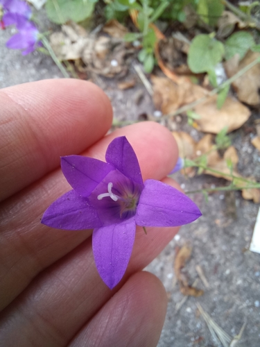 Image of Campanula lusitanica by (c) Andreia Susete Ferreira de Faria, some rights reserved (CC BY)
