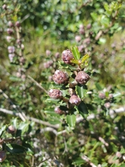 Ceanothus divergens